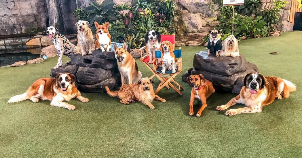 Variety of dogs sitting on the grass